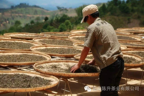 Worker from Chen Sheng Hao checking pu erh tea leaves from Naka