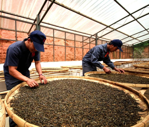 Chen Sheng Hao workers sun drying puerh tea