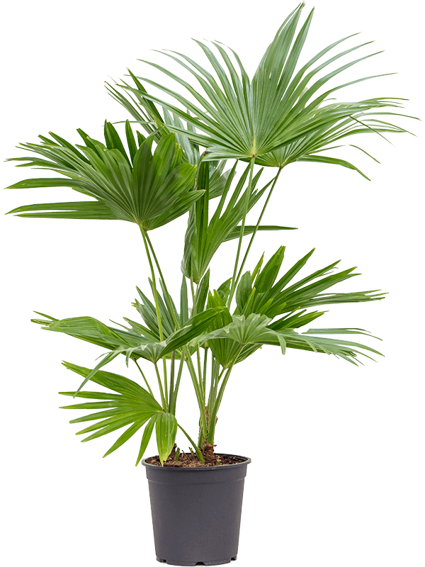 Livistona Chinensis Chinese Fan Palm Fountain Palm Plant The Urban Biophiliac