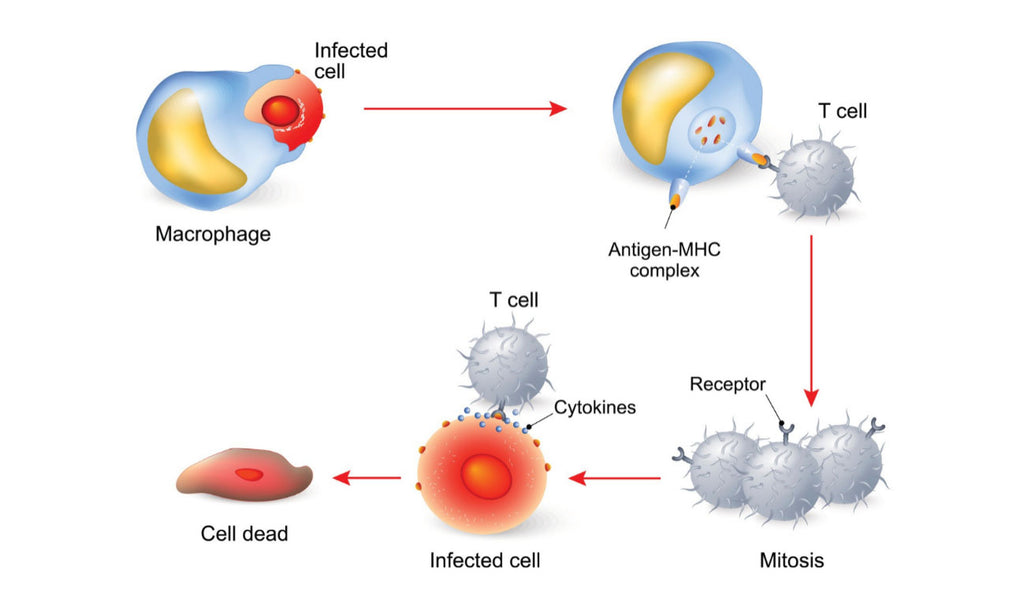 T-Cell Immune Response