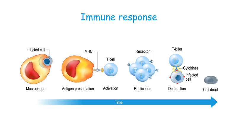Image of Immune Response