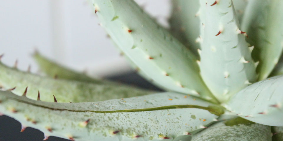 les bienfaits de l&#039;aloe vera