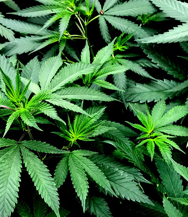 Cannabis, CBD, chanvre : quelle est la différence ?