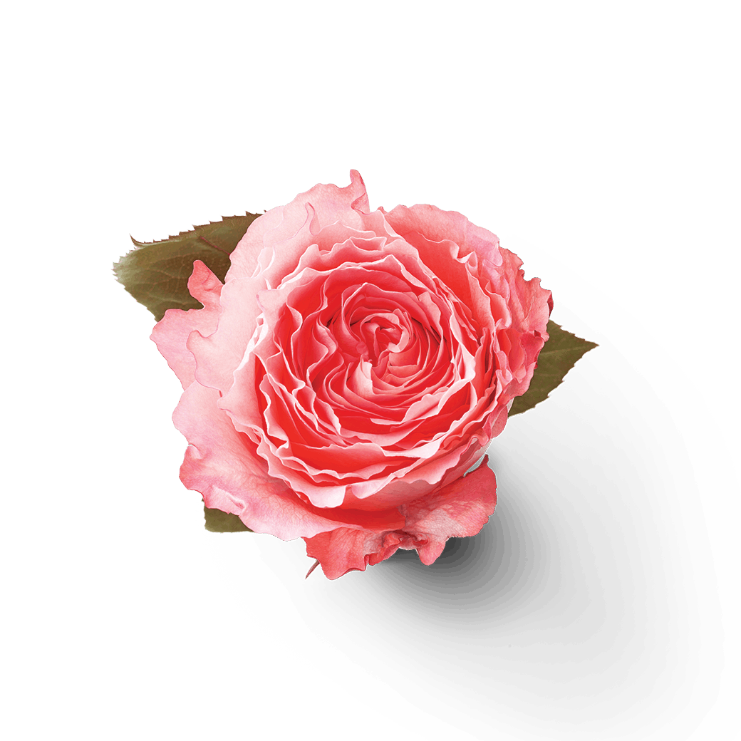 DAMASK ROSE