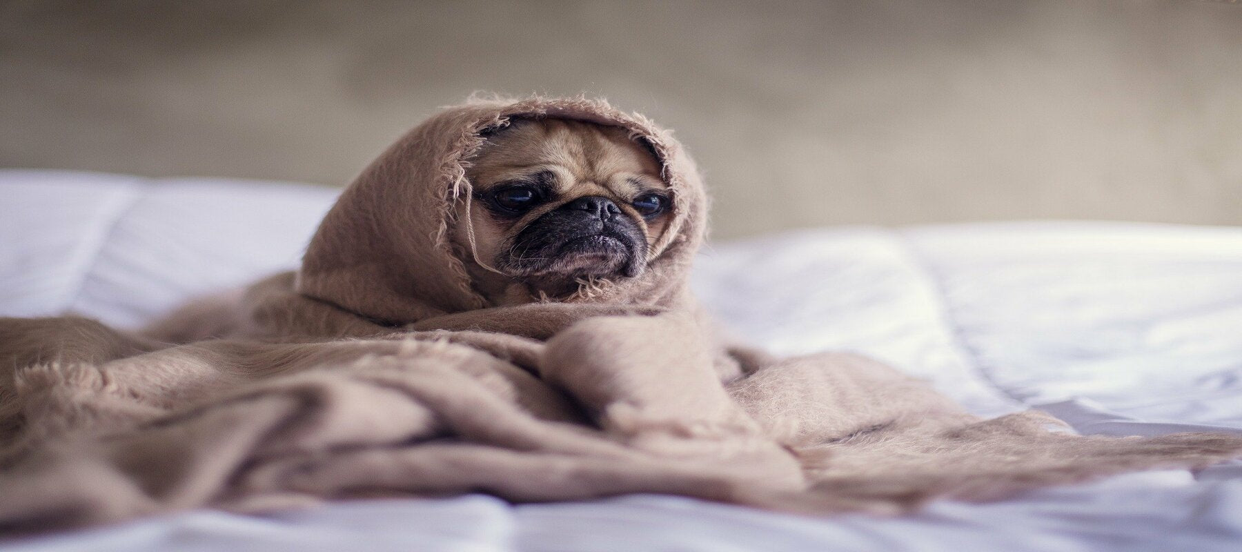 Petit chien assis sur un lit, emmitouflé dans un drap en lin