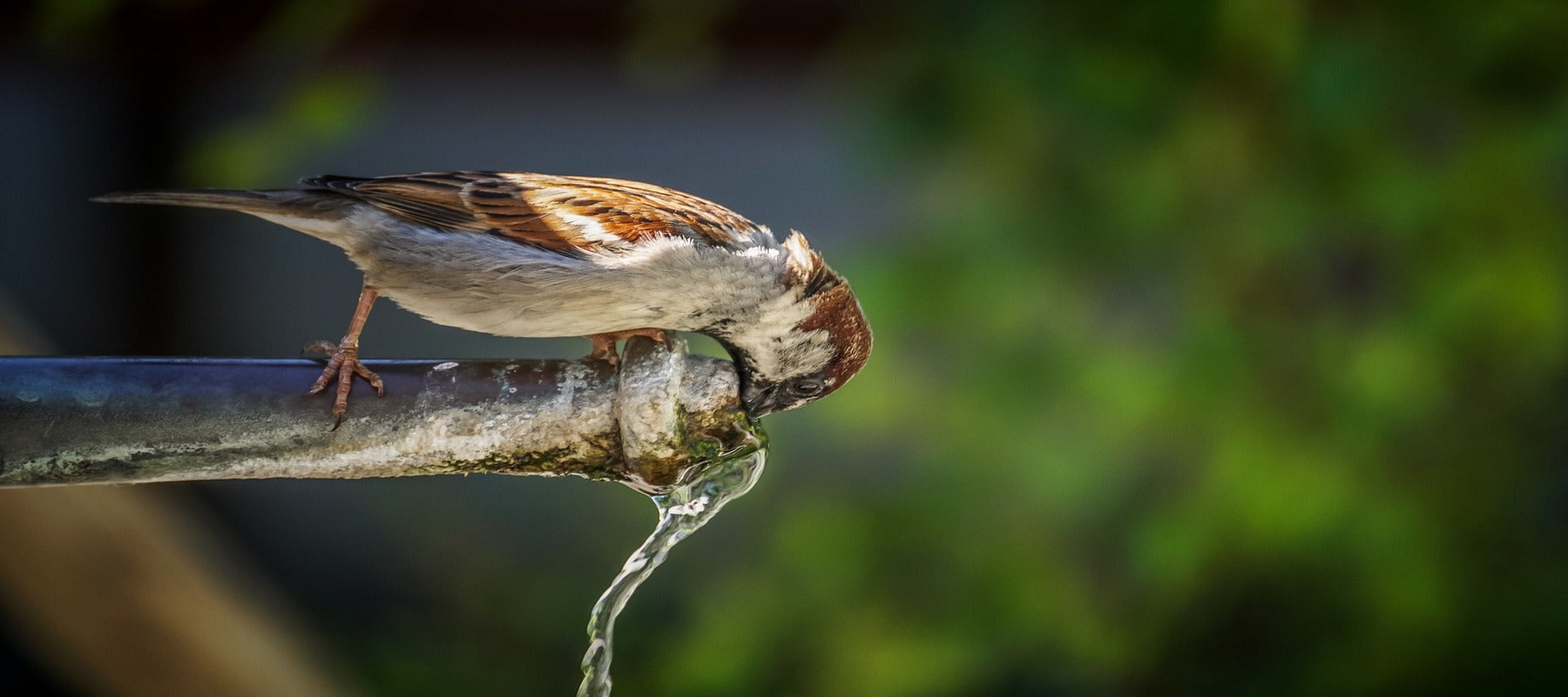 Moineau qui boit a une fontaine zen