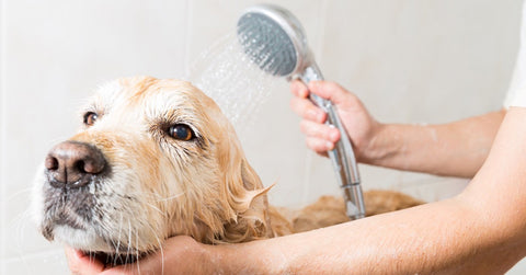 Shampwoof Bar Hundeshampoo vom Blumenmädchen