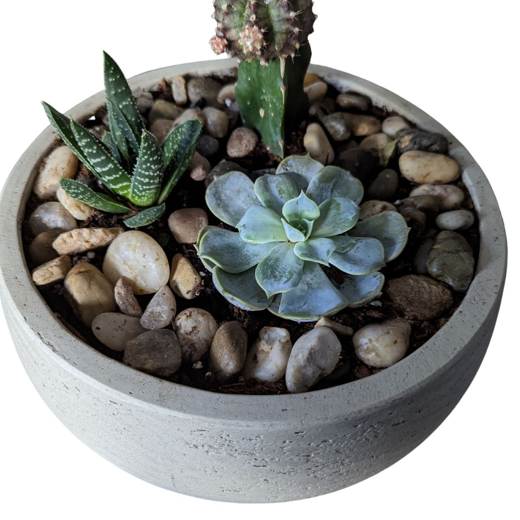 Low Planter with Live Succulents