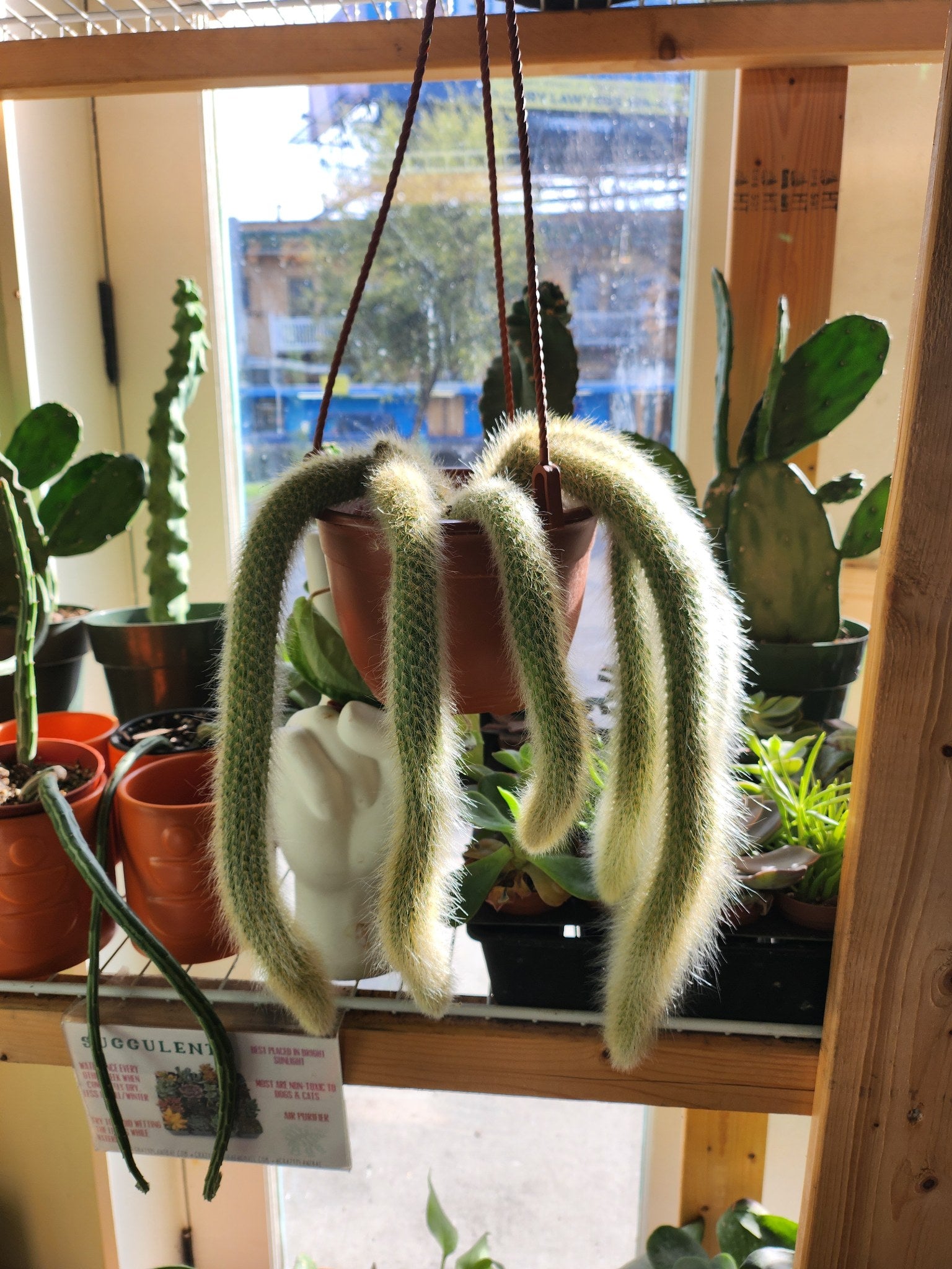 Monkey tail Cactus - Crazy Plant Bae product image