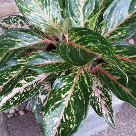 Sparkling Sarah - Chinese Evergreen - Crazy Plant Bae product image