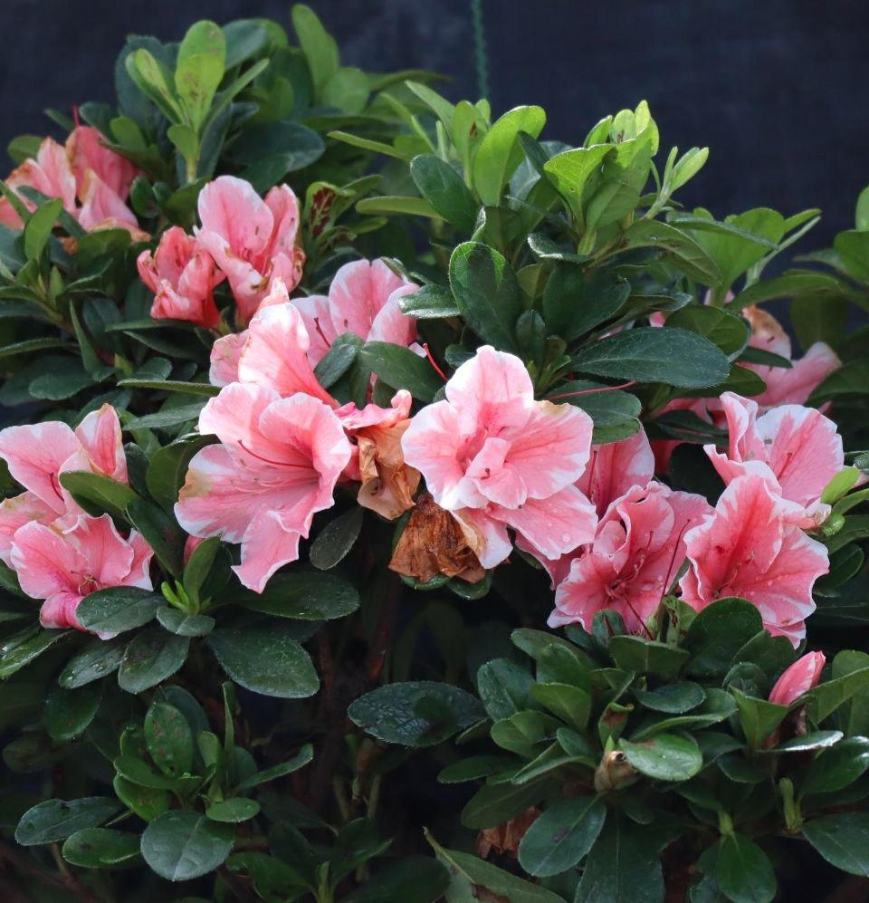 Rhododendron Azalea - Landscape Supplies