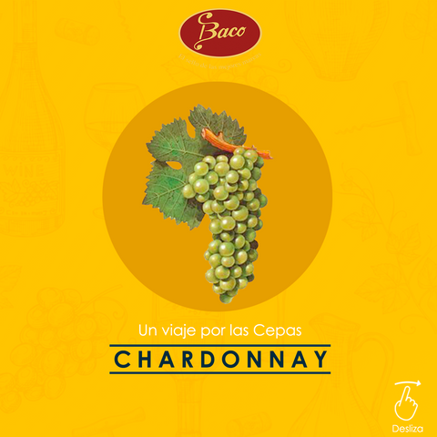 Un viaje por las cepas Chardonnay