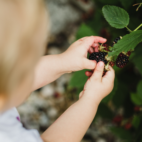 Autumn Activity - Blackberry picking with the family