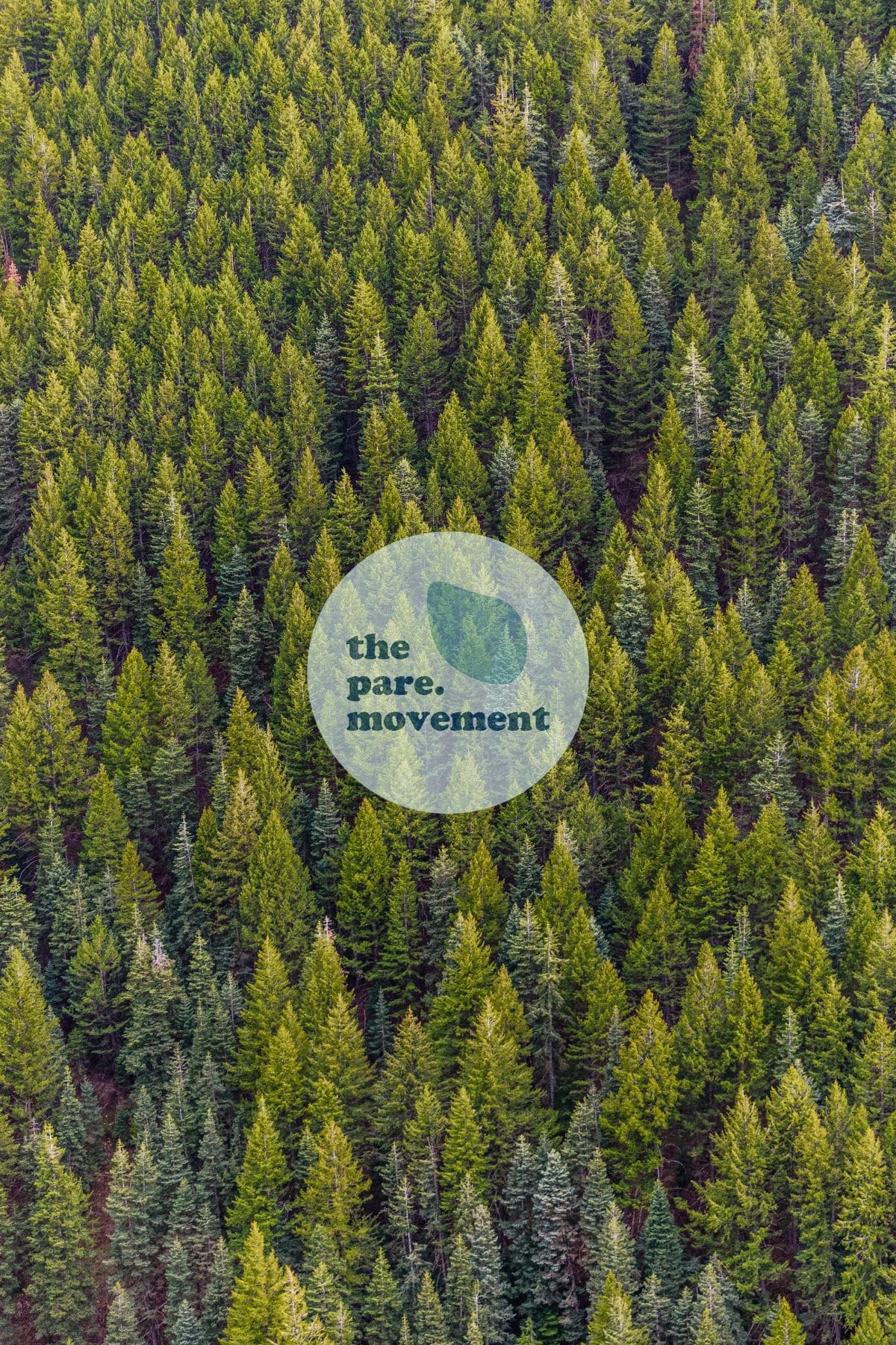 A forest full of evergreen trees with The Pare Movement logo stamped in the middle with light opacity.