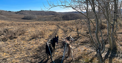 two seppala siberian huskies standing on a trail in the mountains next to some aspen trees in the fall