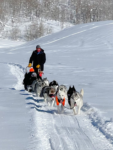 sled dogs running happy pulling a dog sled down a trail