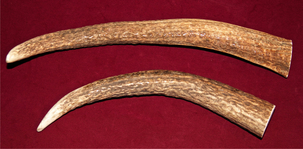 elk antlers for dogs break teeth