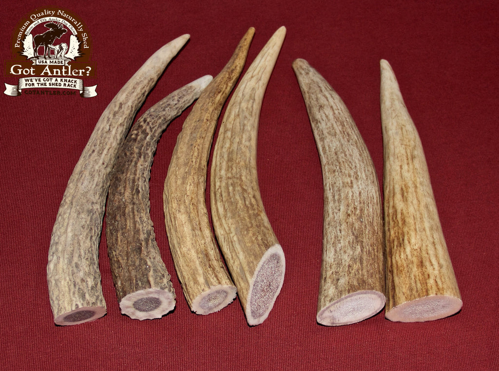 good prices on elk antlers for dogs
