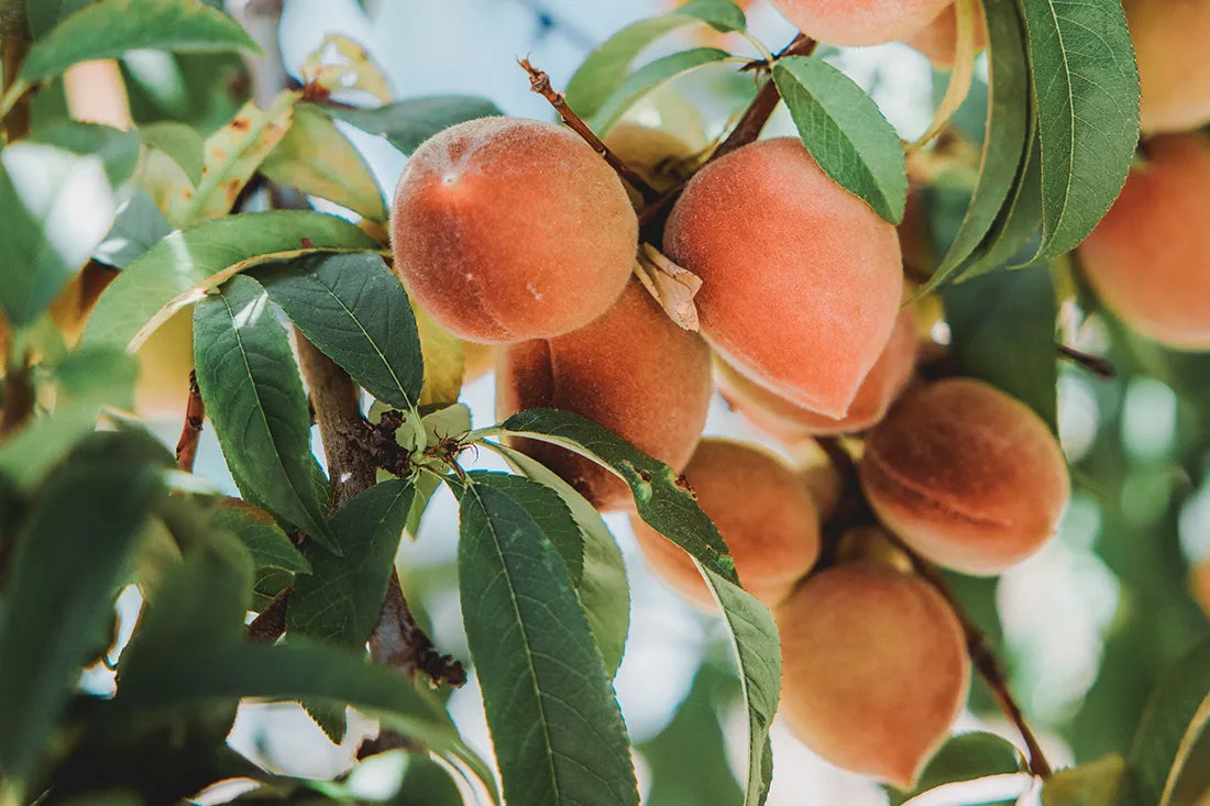 Apricots hanging on the tree as an illustration of the climate neutrality of APRICOT Beauty products | Wing Guard