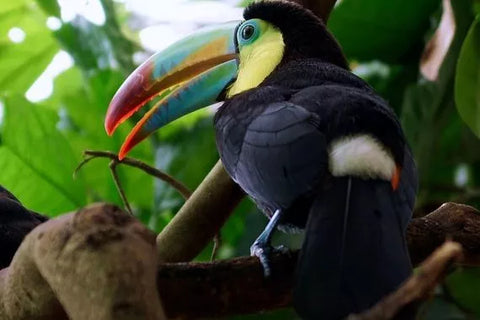 bird in the rainforest