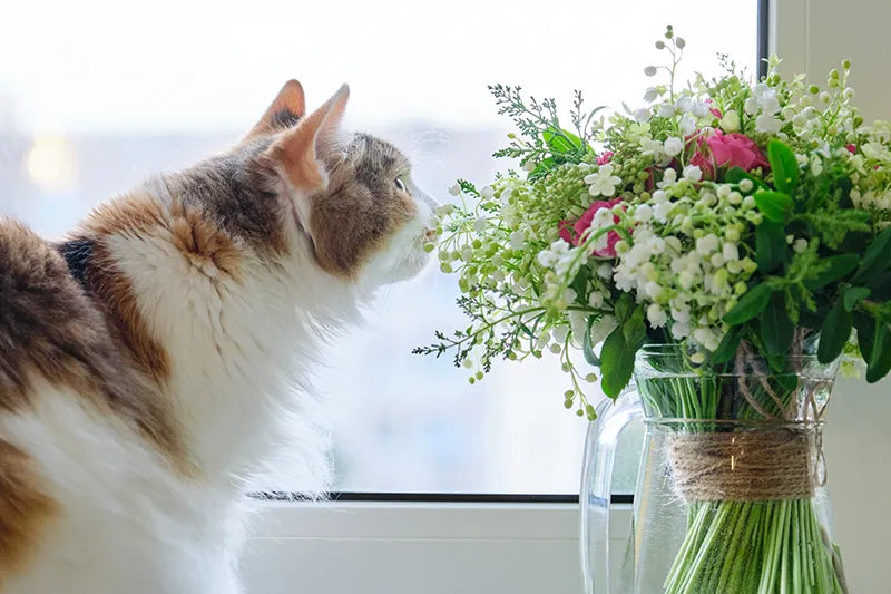 Erwachsene, dreifarbige Hauskatze sitzt auf Fensterbank und riecht an Frühlingsblumenstrauß.