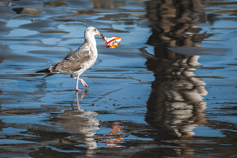 Möwe mit Plastikmüll