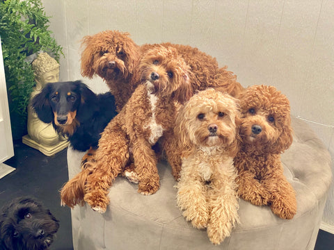 Common traits of Cavoodles at Woof of Paw Street by Cyn Johnson