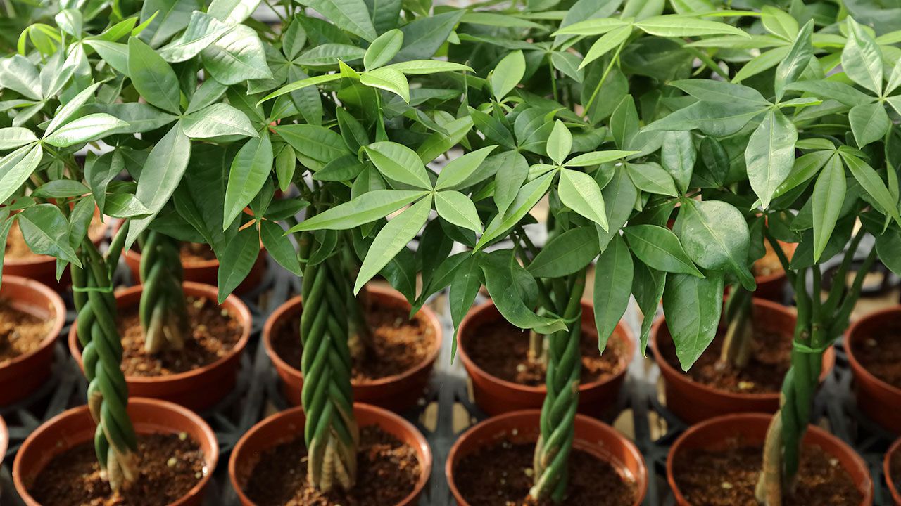 Plantas que cuentan con un tronco decorativo