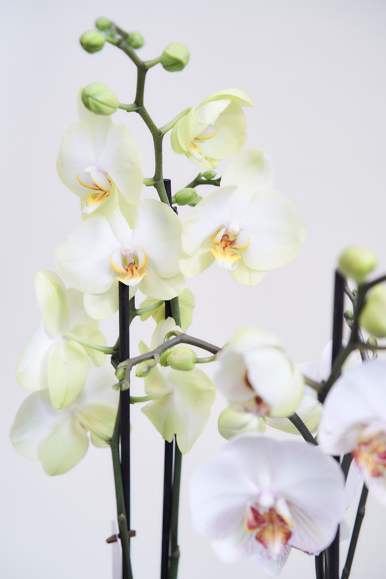 Orquídea - Comprar online - Boho Garden