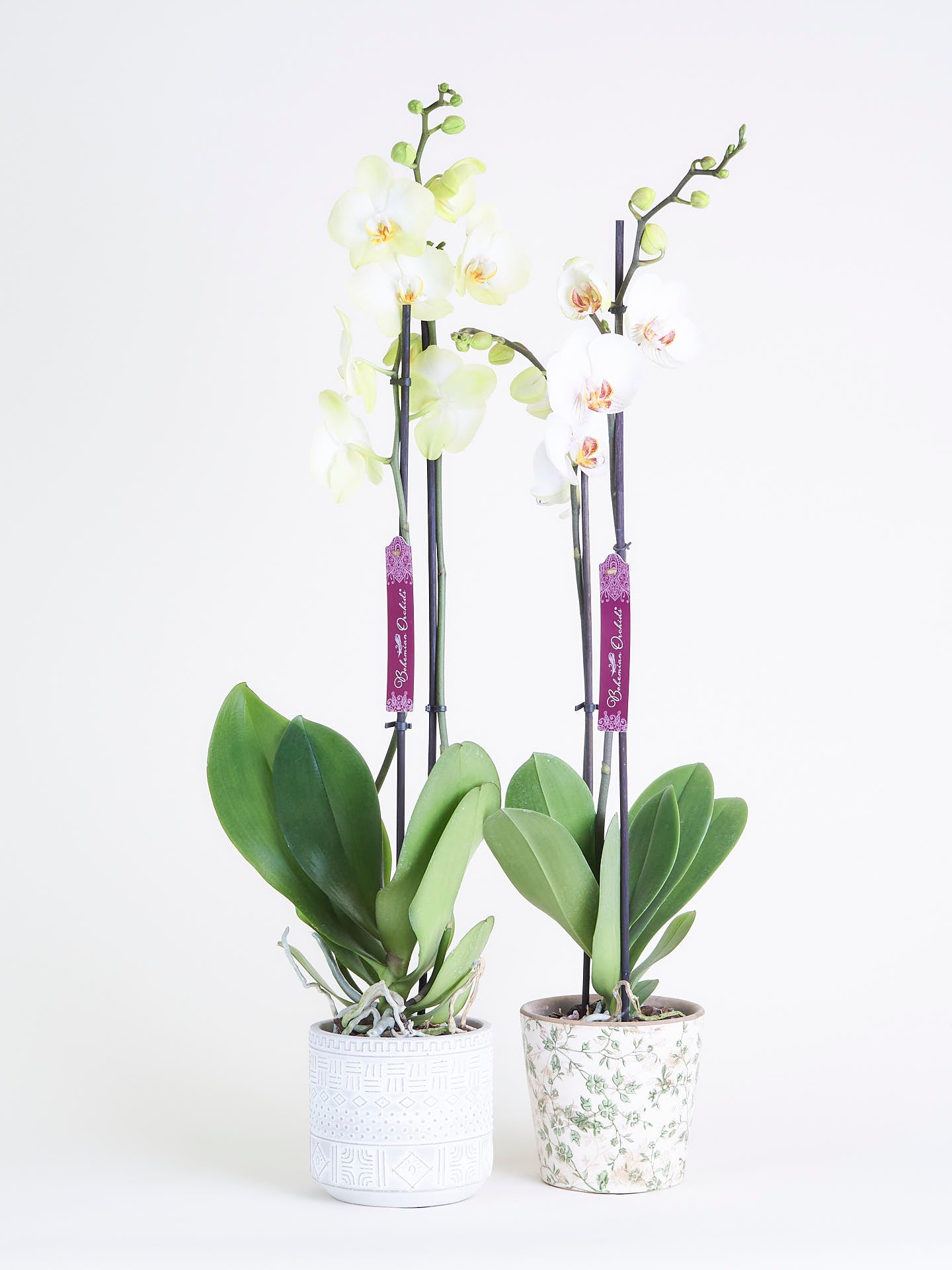 Orquídea - Comprar online - Boho Garden