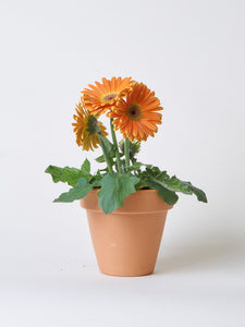 Una flor de primavera elegante en color naranja