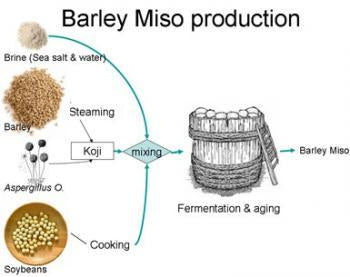Barley Miso production diagram