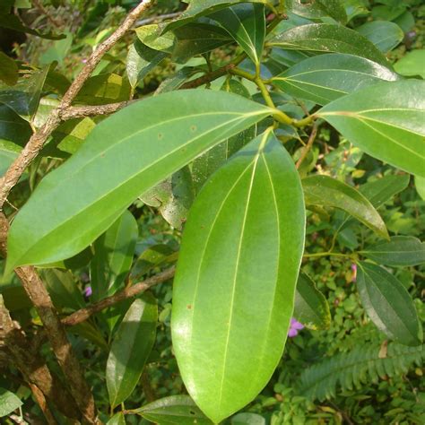 Cinnamon Tree