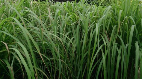 Citronella Plant