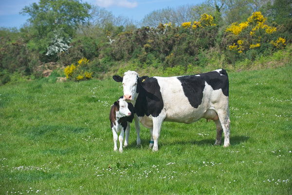 Cow with calf