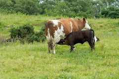 cow with calf