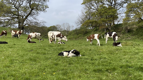 Cows on pasture