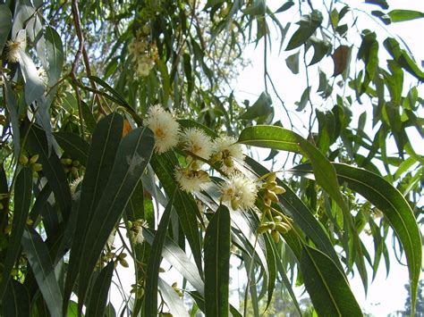 Eucalyptus tree