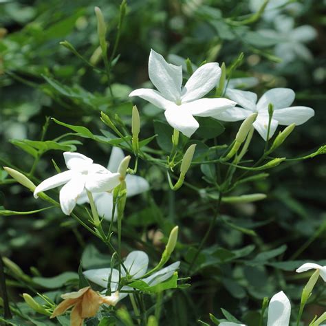 Jasmine Plant