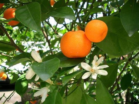 Mandarin Tree