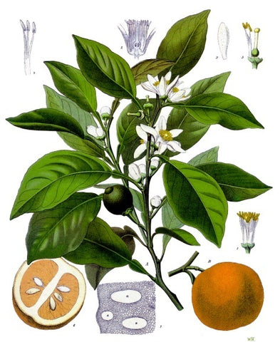 Neroli, bitter orange