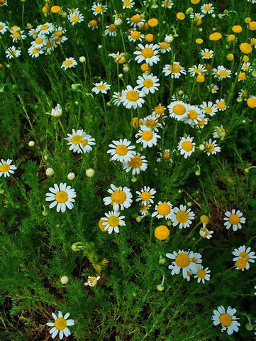 Roman Chamomile flowers