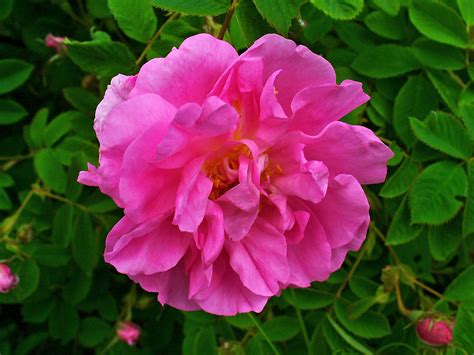 Rosa Damascina