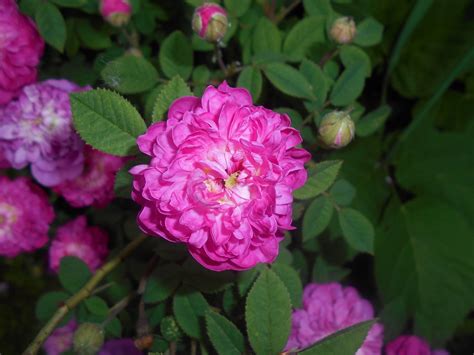 Rose - Rosa Centofolia