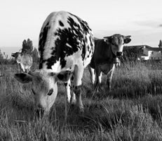 Beillevaire cows