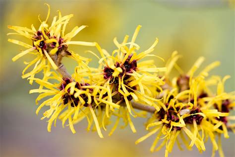 witch hazel flowers