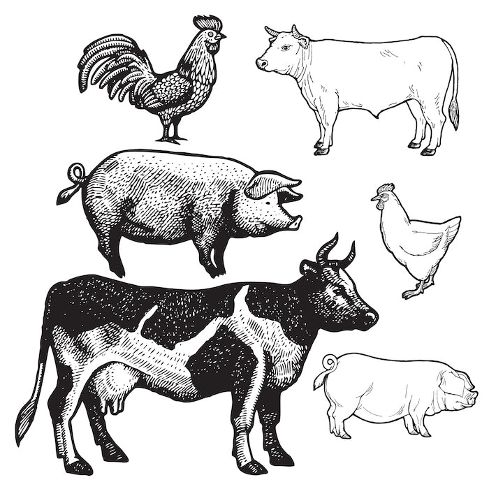 Animal drawings