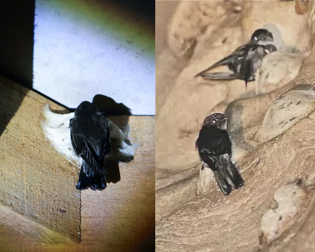 Cave Bird's Nest vs House Bird's Nest