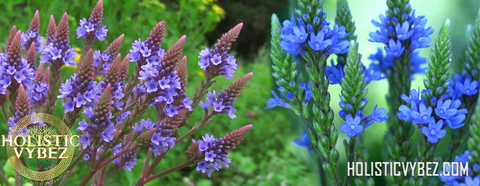 Blue Vervain