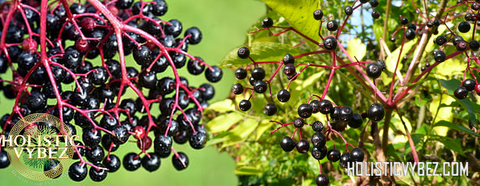 Dried Elderberry